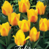 Tulp Kaufmania Buttercup x7 12/+