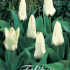 Tulp Kaufmania Concerto x10 12/+