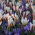 Tulp Kaufmania Johann Strauss x7 12/+