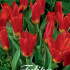 Tulp Kaufmania Scarlet Baby x10 12/+