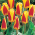 Tulp Kaufmania Stresa x7 12/+