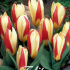 Tulp Kaufmania The First x7 12/+