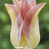 Tulp Lilyflowering Elegant Lady x7 12/+