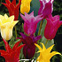 Tulp Lilyflowering Mixed x7 12/+