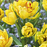 Tulp Multiflora Aquilla x7 12/+