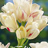 Tulp Multiflora Candy Club x7 12/+