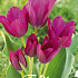 Tulp Multiflora Night Club x7 12/+