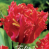 Tulp Parrot Garden Fire x7 12/+