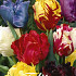 Tulp Parrot Mixed x7 12/+