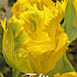 Tulp Parrot Texas Gold x7 12/+