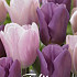 Tulp Promise x10 12/+