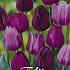 Tulp Purple Heart x10 12/+