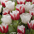 Tulp Red Snow x10 12/+