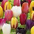 Tulp Single Late Mixed x10 12/+