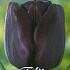 Tulp Single Late Queen of Night x7 12/+