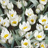 Tulp Specie Polychroma x10 5/6