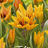 Tulp Specie Praestans Shogun x10 8/9