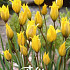 Tulp Specie Sylvestris x10 6/7