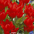 Tulp Specie Tubergiana Zwanenburg x10 8/10