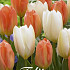 Tulp Stockholm x10 12/+