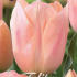 Tulp Triumph Apricot Beauty x7 12/+