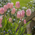 Tulp Triumph Apricot Beauty x7 12/+