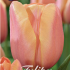 Tulp Triumph Apricot Foxx x10 12/+