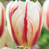 Tulp Triumph Carnaval de Rio x10  12/+