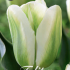 Tulp Triumph Green Spirit x7 12/+