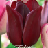 Tulp Triumph National Velvet x7 12/+