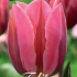 Tulp Triumph Pretty Princess x7 12/+