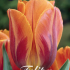 Tulp Triumph Prinses Irene x7 12/+