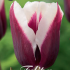 Tulp Triumph Spitsbergen x7 12+