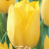 Tulp Triumph Strong Gold x10 12/+