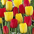 Tulp Van Gogh x10 12/+