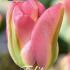 Tulp Viridiflora Groenland x7 12/+