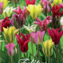 Tulp Viridiflora Mixed x7 12/+