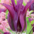 Tulp Viridiflora Purple Doll x7 12+