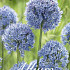 Allium Azureum x30 5/6