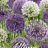 Allium Mixed x15 12/14