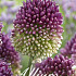 Allium Sphaerocephalon x50 5/6