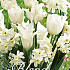 Blend Tulipa/Narcissus White Valley x20 12/14