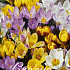 Crocus Chrysanthus Gemengd x50 5/6