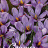 Crocus Safraan x25 8/9