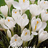 Crocus Vernus Jeanne d'Arc x30 8/9