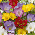 Freesia Mixed x40 5/6