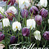 Fritillaria Meleagris Mixed x30  7/8