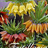 Fritillaria Mixed x3 24/26