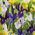 Iris Hollandica Mixed x40 8/9