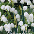 Leucojum Aestivum x20 10/12